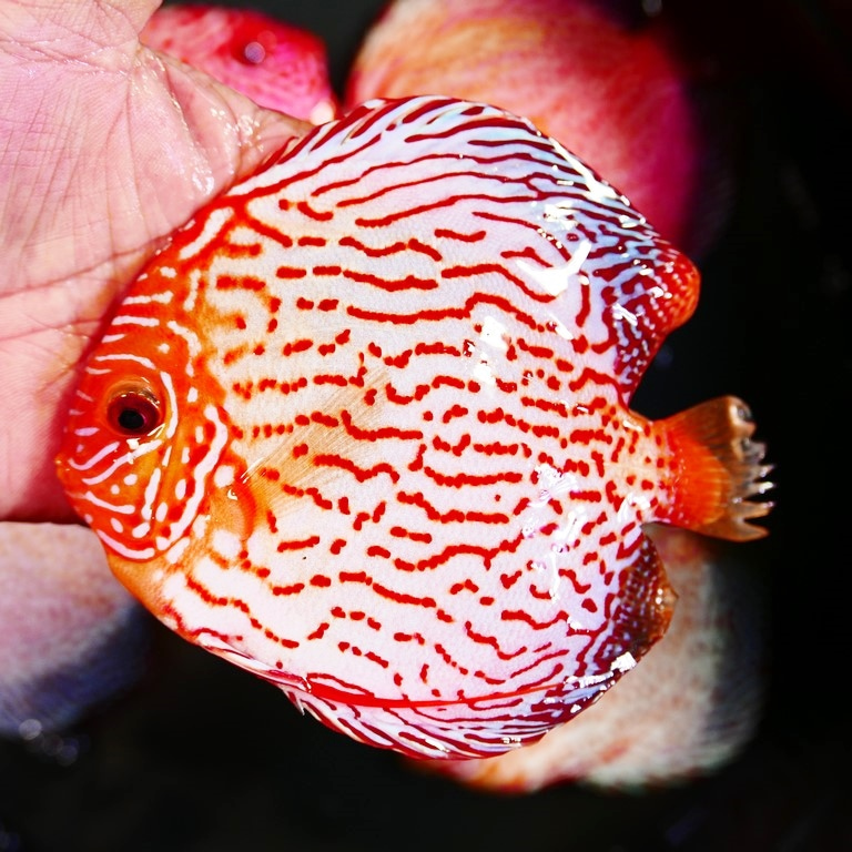 Golden Leopard Discus, Light Base - Image 7