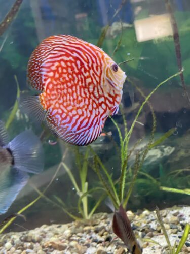 Click to view full screen Albino Snakeskin Discus photo review