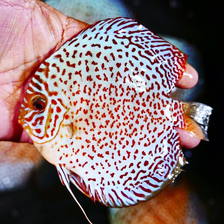 Mosaic Leopard Discus, Orange Base, Wide Pattern - Image 2