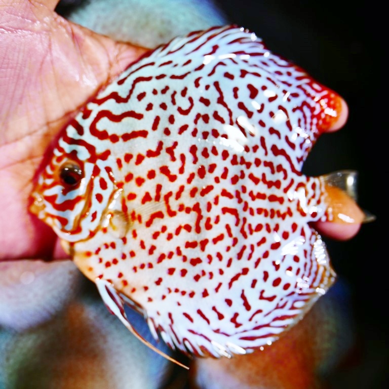 Mosaic Leopard Discus, Orange Base, Wide Pattern - Image 7