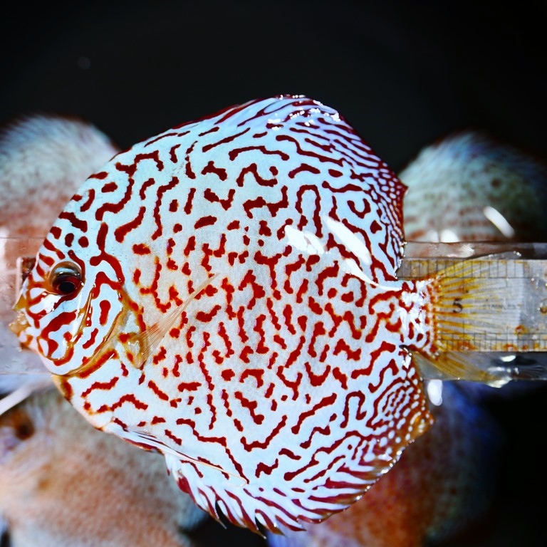 Mosaic Leopard Discus, Orange Base, Wide Pattern - Image 3