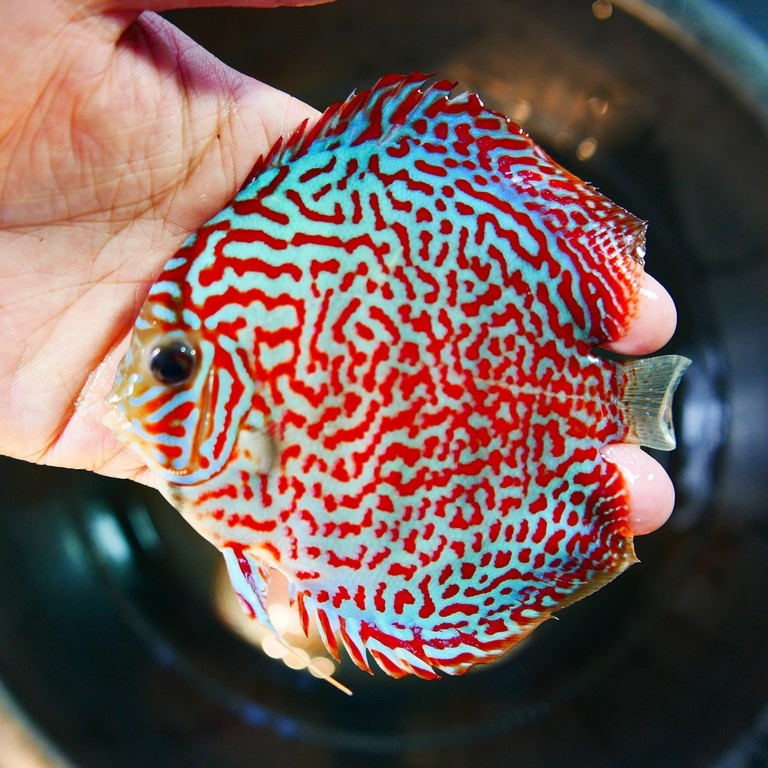 Mosaic Leopard Discus, Blue Base - Image 3