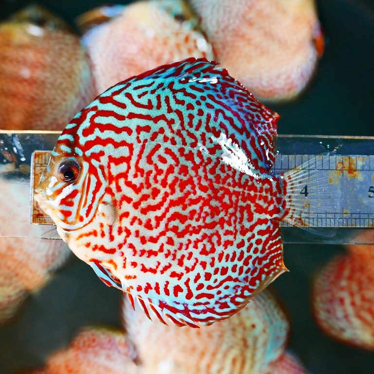 Mosaic Leopard Discus, Blue Base - Image 5