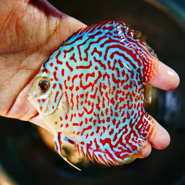 Mosaic Leopard Discus, Blue Base - Image 9