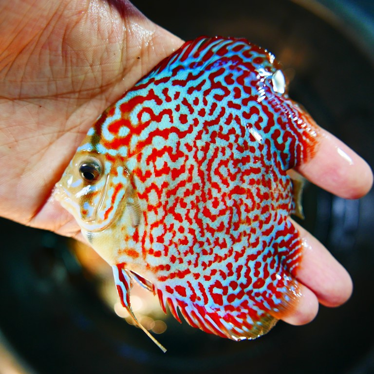 Mosaic Leopard Discus, Blue Base - Image 8