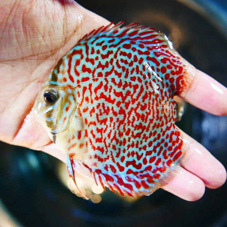 Mosaic Leopard Discus, Blue Base - Image 7