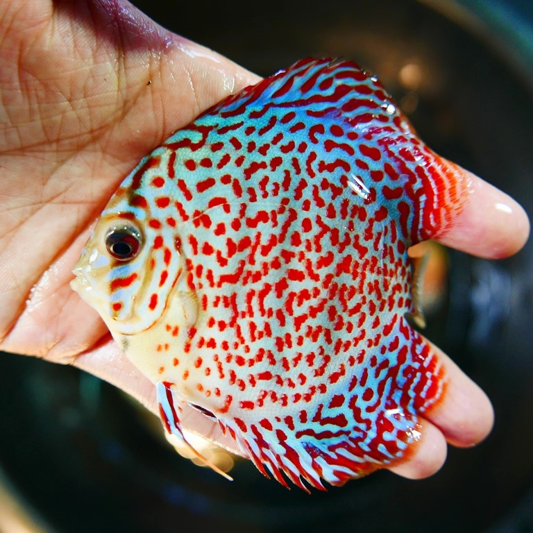 Mosaic Leopard Discus, Blue Base - Image 2