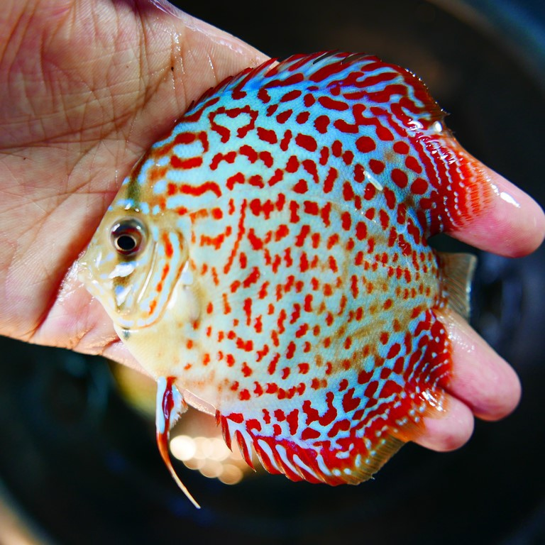 Mosaic Leopard Discus, Blue Base