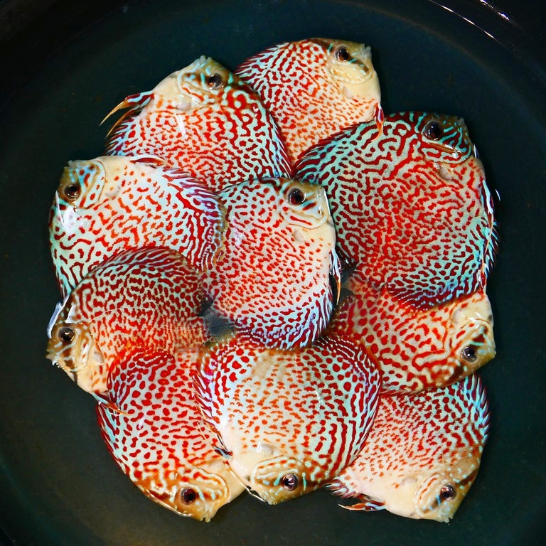 Mosaic Leopard Discus, Blue Base - Image 4