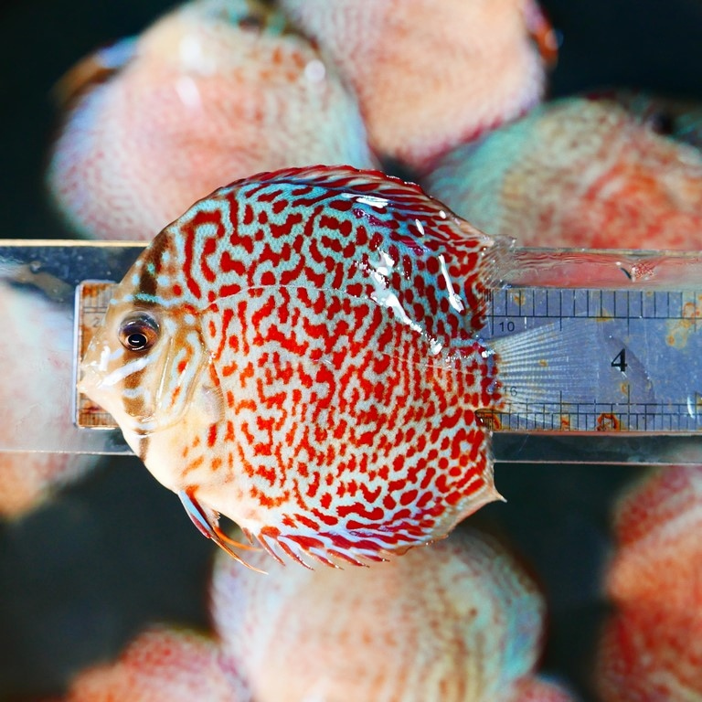 Mosaic Leopard Discus, Blue Base - Image 6
