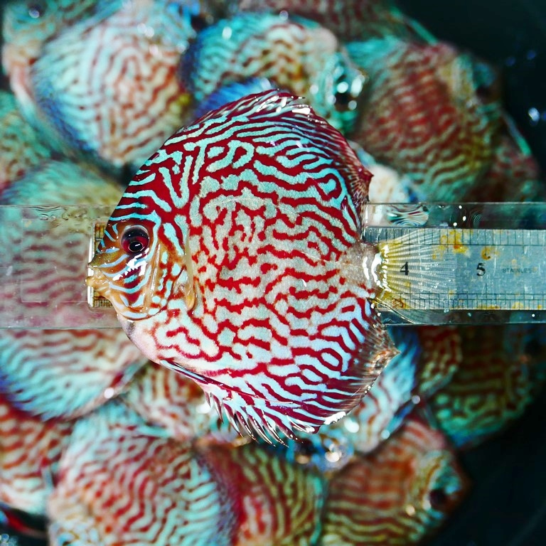 turquoise discus turquoise discus