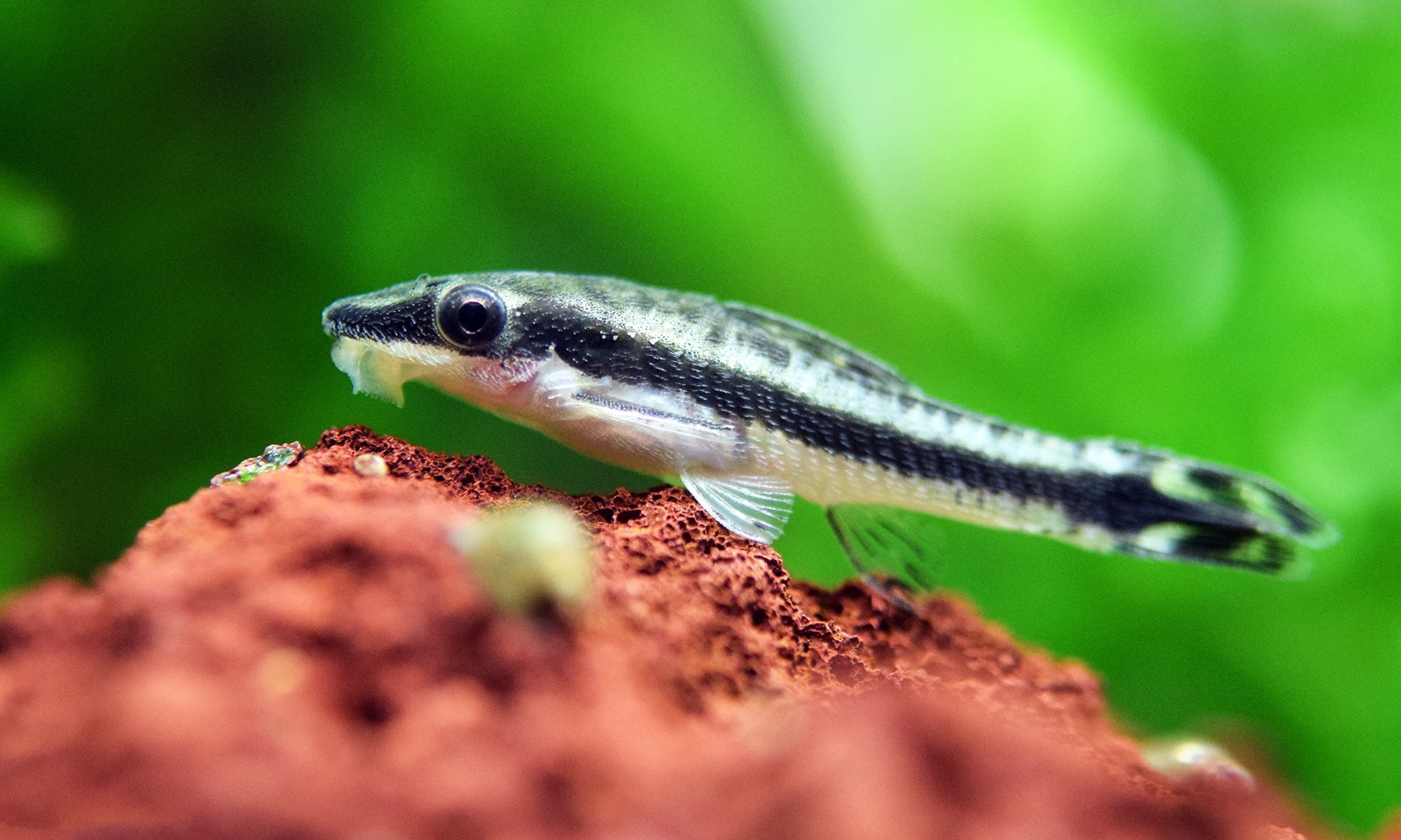 Oto Catfish Otocinclus Discus oto-catfish-otocinclus-discus