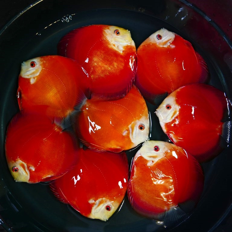 Tangerine Diamond Discus - Image 4