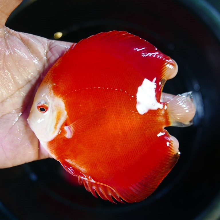 Tangerine Diamond Discus - Image 5