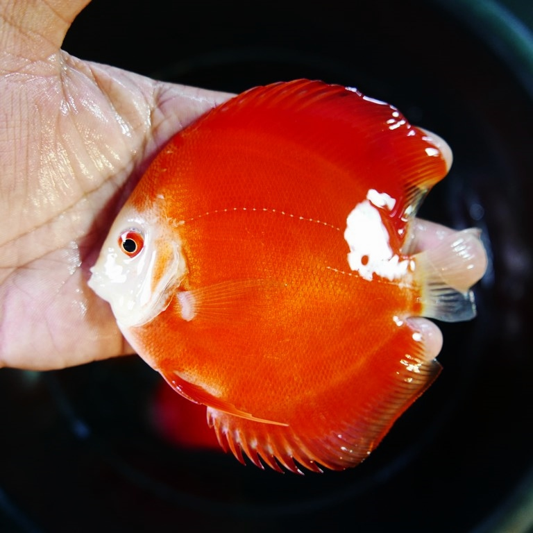 Tangerine Diamond Discus - Image 2