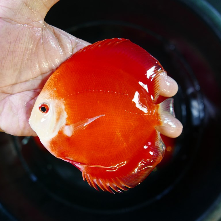 Tangerine Diamond Discus - Image 3