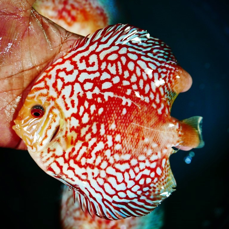 Red Panda Discus, Clustered Pattern - Image 3