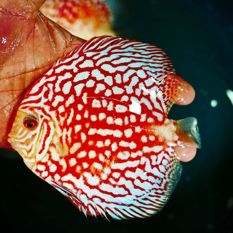 Red Panda Discus, Clustered Pattern | Discus.com