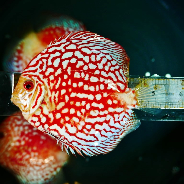 Red Panda Discus, Clustered Pattern - Image 2