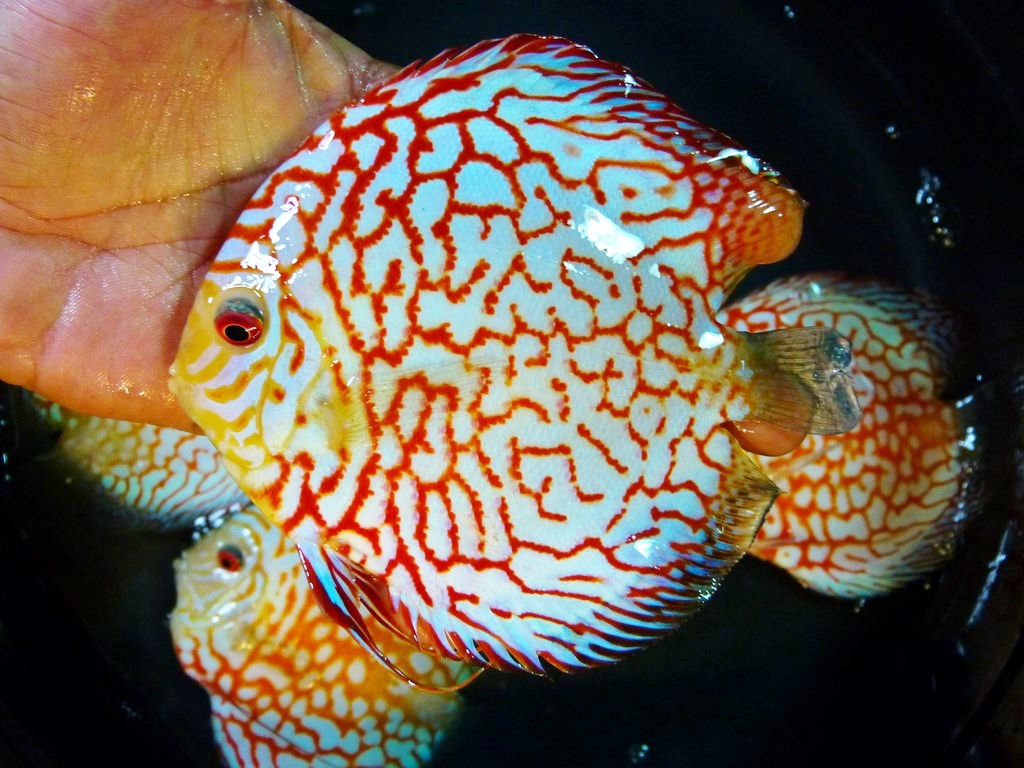 Tangerine Pearl Pigeon Discus - Image 6