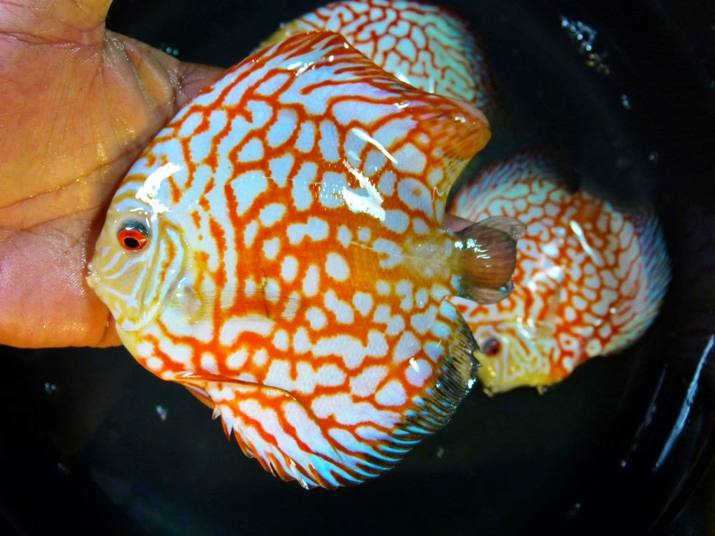 Tangerine Pearl Pigeon Discus - Image 2