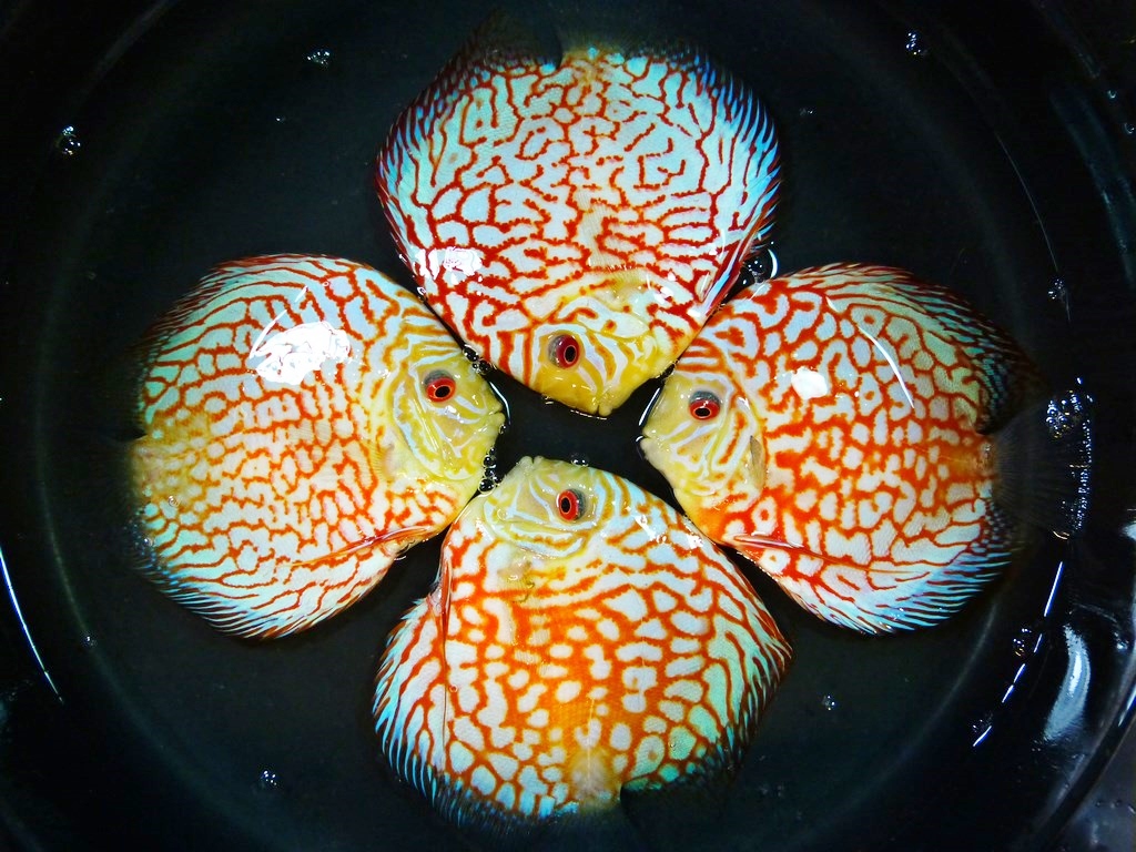 Tangerine Pearl Pigeon Discus - Image 4