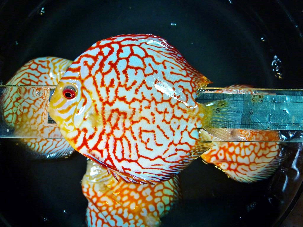 Tangerine Pearl Pigeon Discus - Image 5