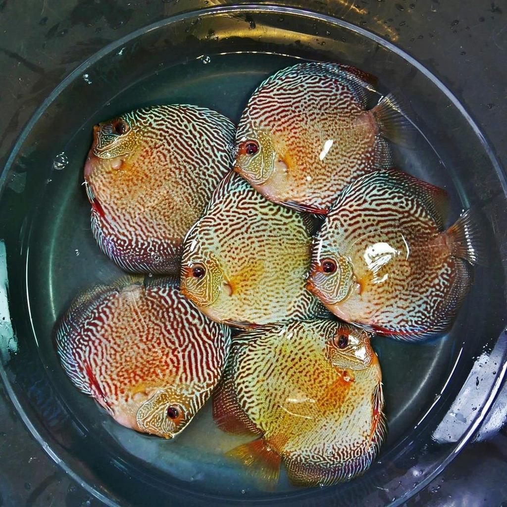 Green Snakeskin (14-Bar) Discus, Red Base - Image 4