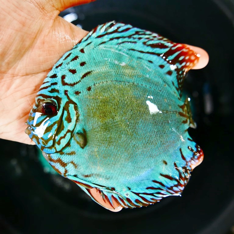 Reflection D Cross Discus, Green Base