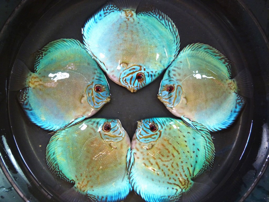 Intermediate Reflection D Cross Discus - Image 4