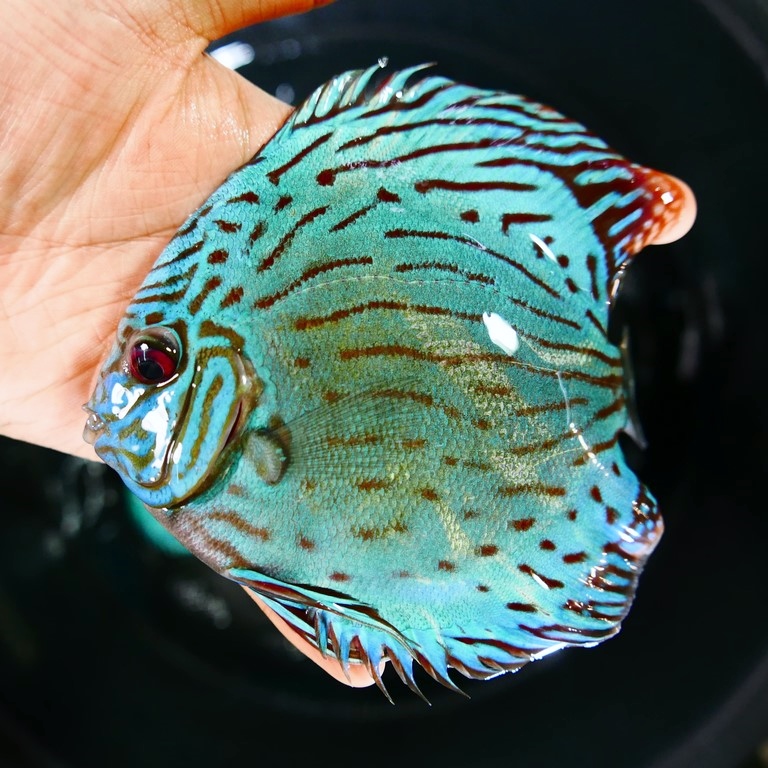 Reflection D Cross Discus, Green Base - Image 3