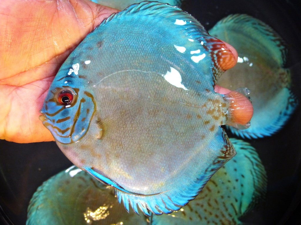 Intermediate Reflection D Cross Discus - Image 2