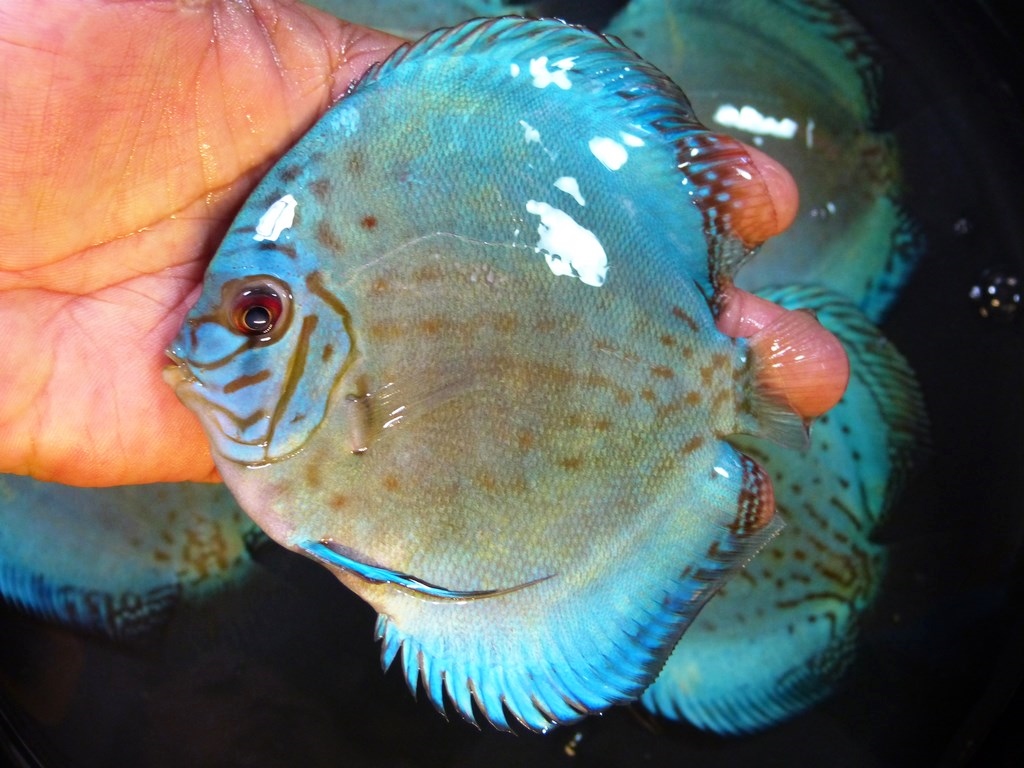 Intermediate Reflection D Cross Discus - Image 3