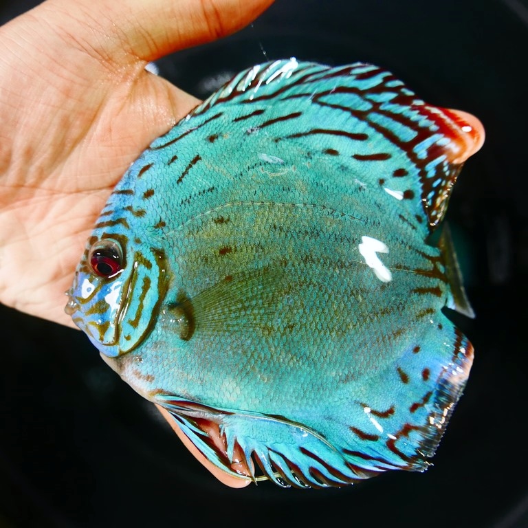 Reflection D Cross Discus, Green Base - Image 2
