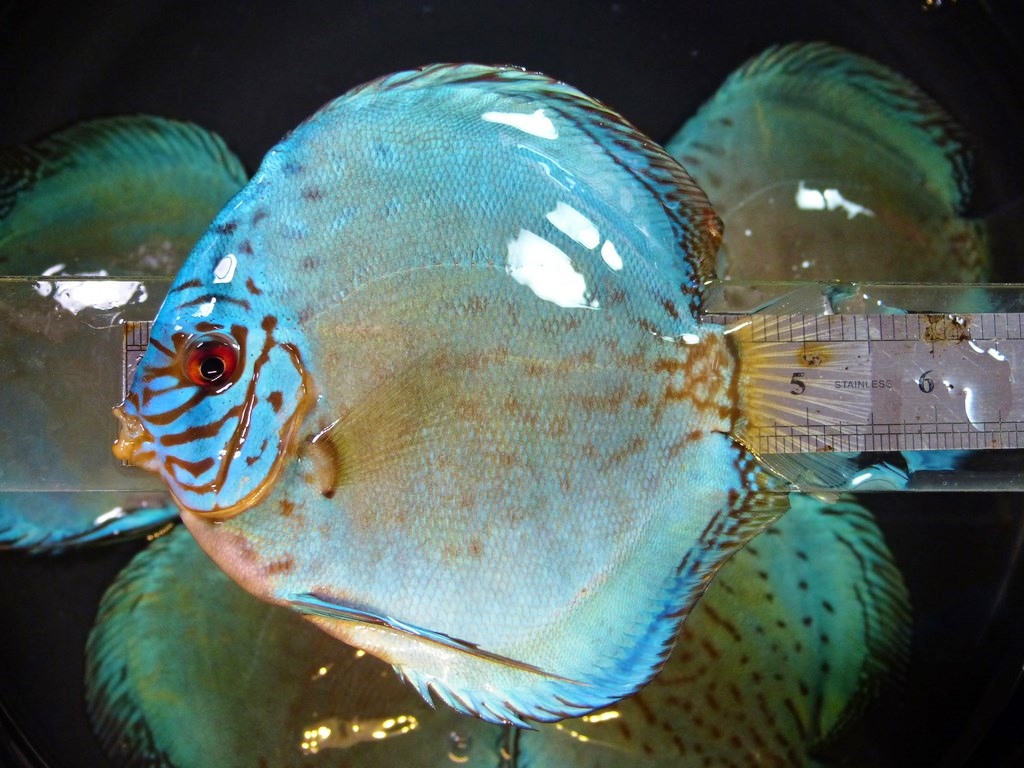 Intermediate Reflection D Cross Discus - Image 5