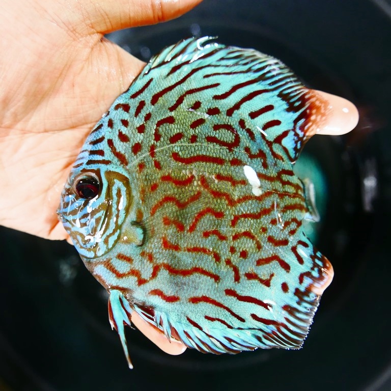 Reflection D Cross Discus, Green Base - Image 7