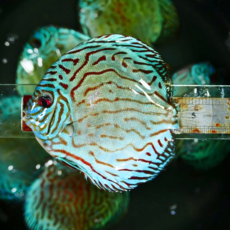Reflection D Cross Discus, Green Base - Image 10