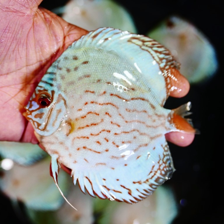 Reflection D Cross Discus, Silver Base