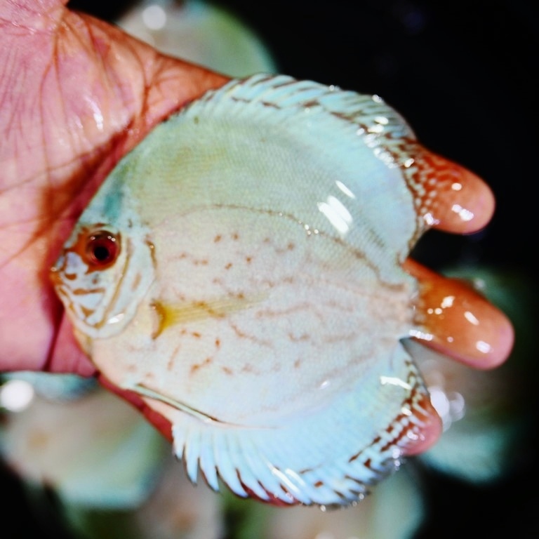 Reflection D Cross Discus, Silver Base - Image 2