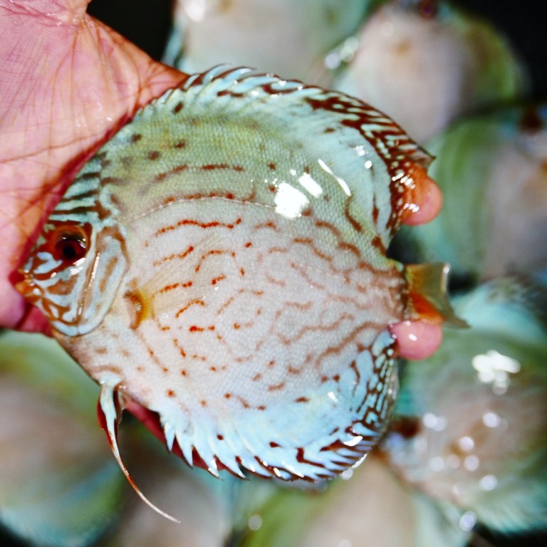 Reflection D Cross Discus, Silver Base - Image 3