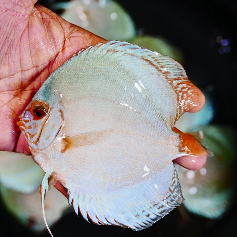 Reflection D Cross Discus, Silver Base - Image 6