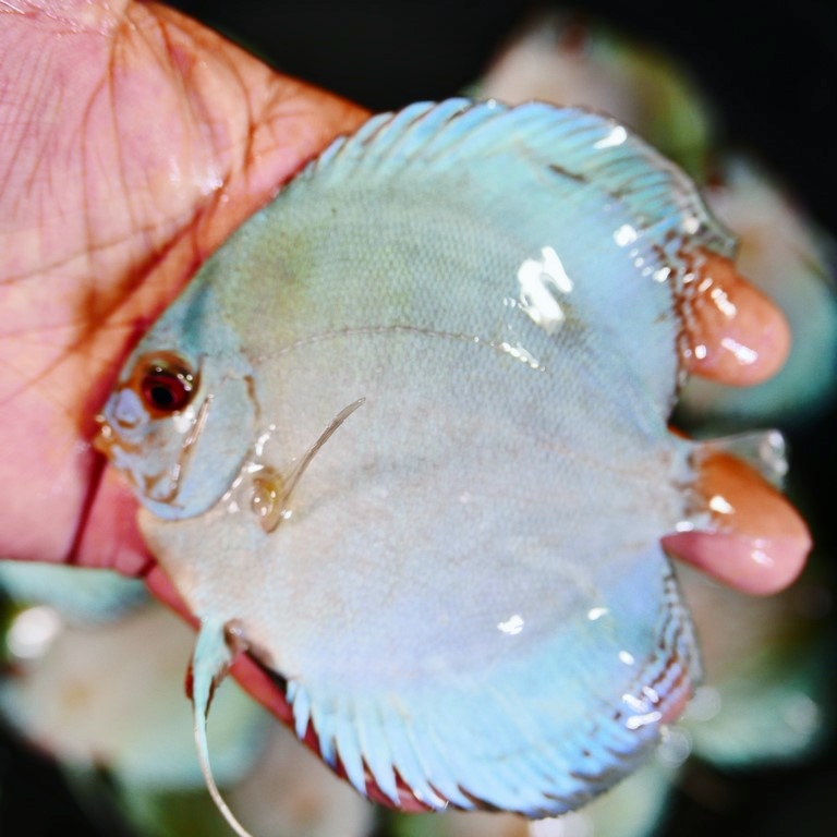 Reflection D Cross Discus, Silver Base - Image 4
