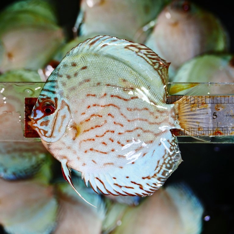 Reflection D Cross Discus, Silver Base - Image 5