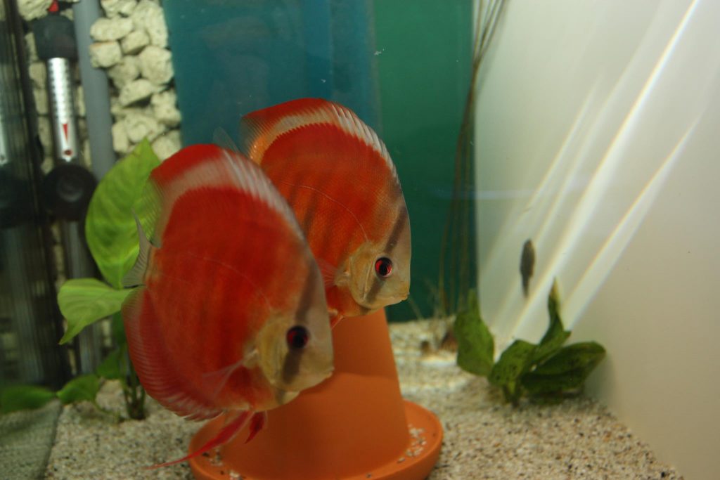 San Merah Discus, Proven Breeding Pair