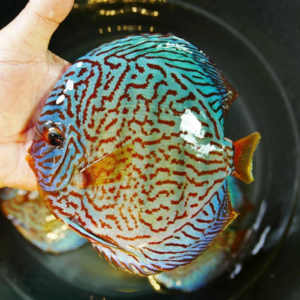 High Bodied Brilliant Blue Turquoise Discus | Discus.com