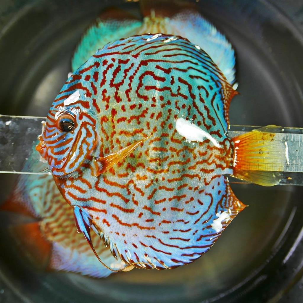 High Bodied Brilliant Blue Turquoise Discus | Discus.com