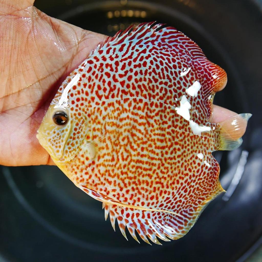 Penang Eruption Discus, Yellow Base