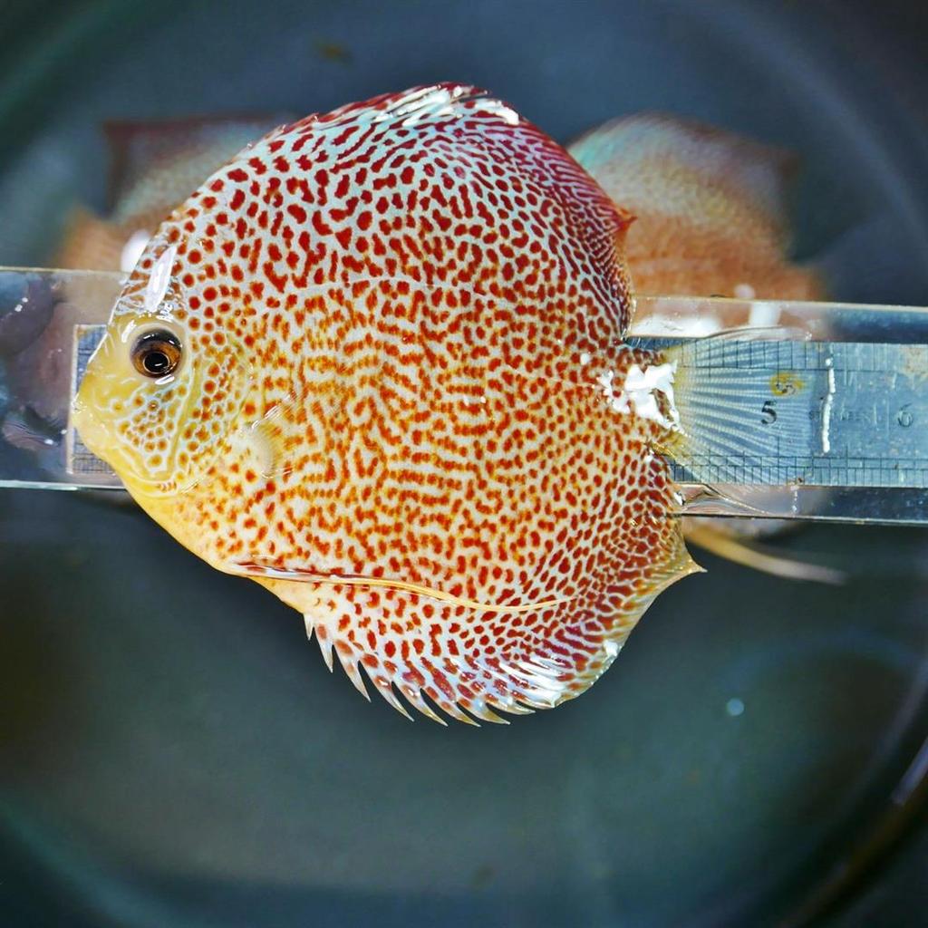 Penang Eruption Discus, Yellow Base - Image 5
