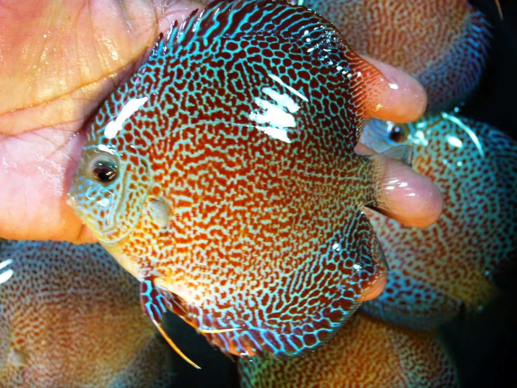 Super Eruption Discus, Blue Base - Image 9