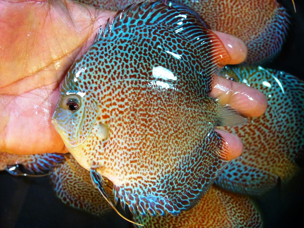Super Eruption Discus, Blue Base - Image 8
